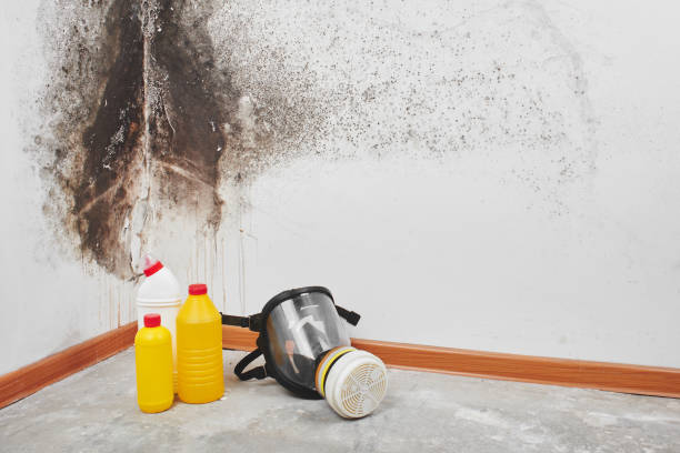 Best Toxic Mold Removal  in Trent Woods, NC