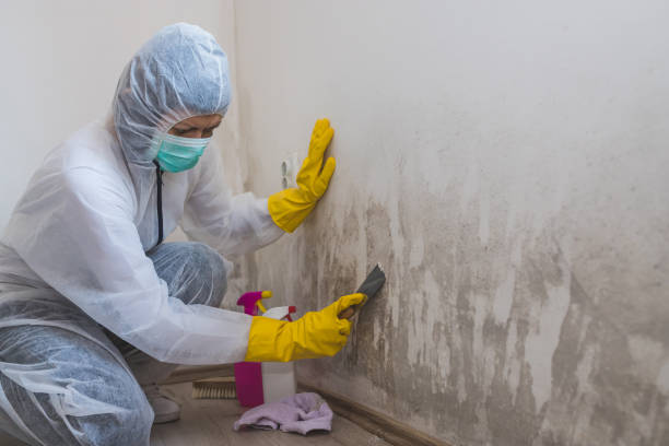 Best Residential Mold Removal  in Trent Woods, NC